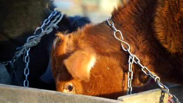 Hora Manhã Brown Bezerro Jersey Vaca Criança Alimentando Forragem Berço — Vídeo de Stock