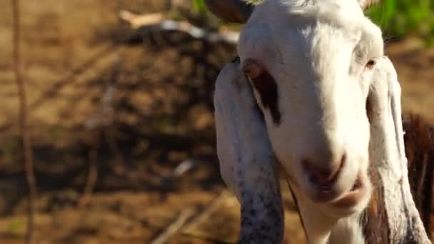 Hora Mañana Inocente Cabra Cara Blanca Rumiando Vista Aire Libre — Vídeos de Stock