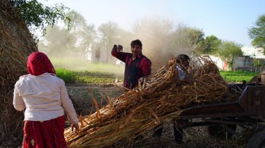 07 Ocak 2021 - Chomun, Jaipur, India.05 Ocak 202107 Ocak 2021 - Chomun, Jaipur, Hindistan. Hayvancılık ve evcil hayvan besleme konsepti. Darı bitkilerinin yakın görüntüsü Trasher makinesinden fırlatılan parçacıklar yığını.