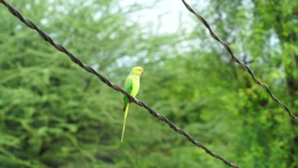 Lindo y curioso loro verde está sentado en un árbol en la vibrante selva tropical durante el día soleado. — Vídeo de stock