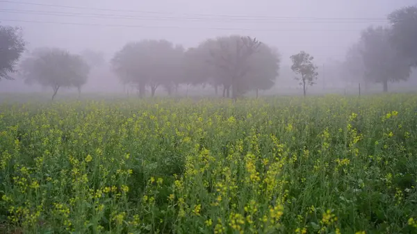 Dormant Yellow Flowers View Oily Plant Brassica Nigra Countryside Agriculture — Stock Photo, Image