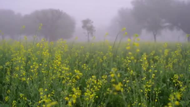 Impresionante paisaje de campos de mostaza en la niebla de la mañana, flores de mostaza amarillas florecientes en un jardín. Planta latente amarilla temblando por gotitas de niebla. — Vídeo de stock