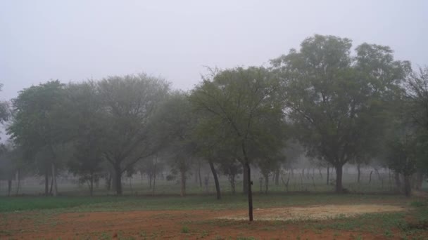 Pandangan kabut musim gugur di lanskap gurun. Pohon Acacia dalam kabut berjuang dengan musim dingin yang sangat dingin di pedesaan India. — Stok Video