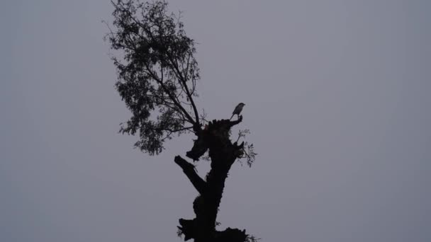 Der Sperling oder Passer montanus sitzt an frostigen Wintertagen auf einem Prospis-Ast. Vogelschutzkonzept. — Stockvideo