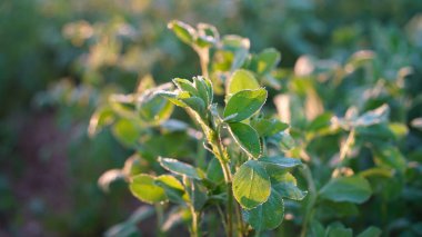 Trigonella foenum ya da Methi 'nin üç küçük obuvat ve oblong broşürden oluşan güzel yaprakları. Methi bitkisine loş güneş ışığı görüntüsü.