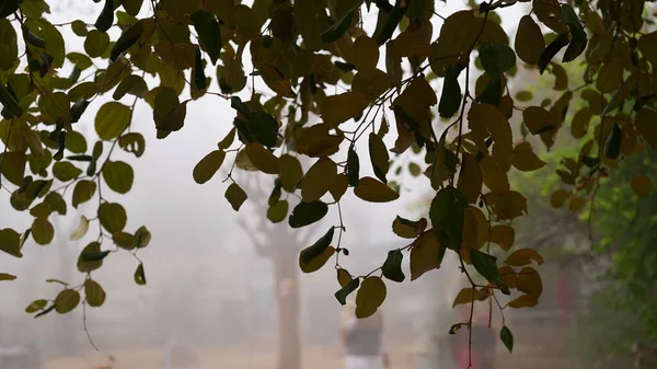 Вид Воздуха Бер Зициф Маврикийский Листья Туманным Фоном Круглая Форма — стоковое фото