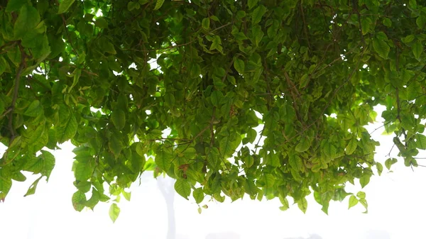Висячие Зеленые Листья Растения Баэль Билв Свежие Новые Зарождающиеся Листья — стоковое фото