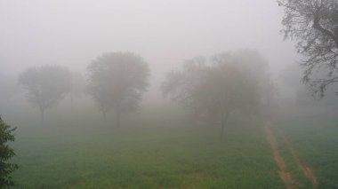 Kuzey Hindistan 'da Ocak ayında düşen, karlı sisli, inanılmaz yeşil manzara. Hindistan 'ın kırsalında beliren ağaçlar.