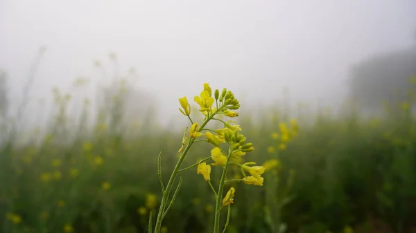 Thunder Fog Branches Yellow Flowers Mustard Field Winter Morning India — Stock Photo, Image