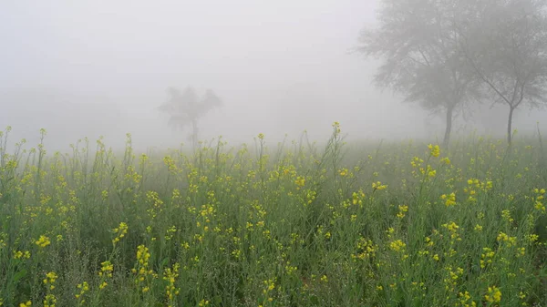 Heavy fog over the Mustard or Brassica field. Yellow flowers blossoming in green field with cold winter weather.