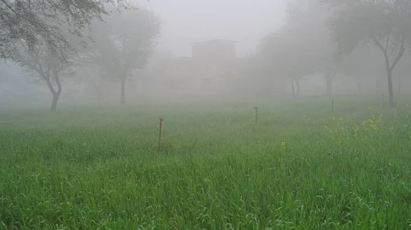 Zware Nevel Mist Een Groene Landbouwgrond Met Sprinklerinstallatie Tarweveld Een — Stockfoto