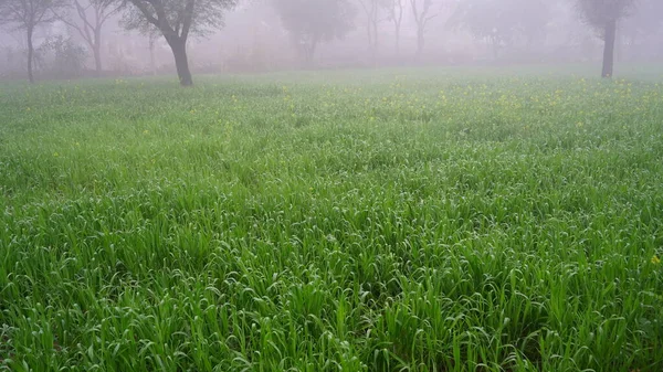 小麦や三畳紀の植物に小さな霧の滴 インドのジャイプール近くの霧の朝のシーン — ストック写真