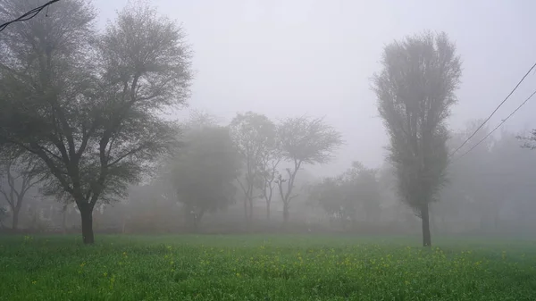 Зелені Рослини Барлі Або Джо Вкривають Холодний Туман Густий Білий — стокове фото