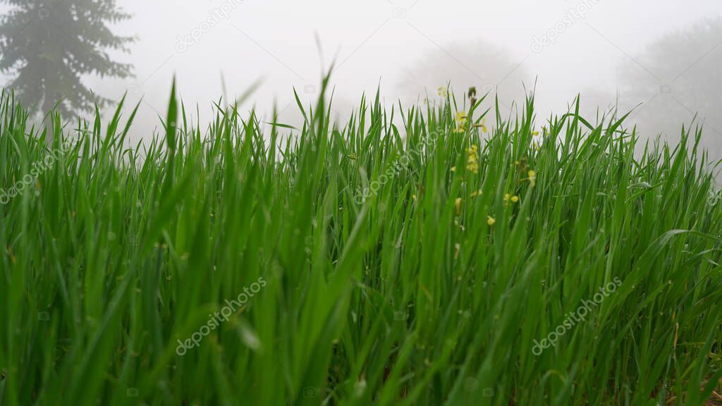 Crops of Rye or Secale in the green ears phase with misty foggy weather. Fresh organic Greenish plants growing in cold weather.
