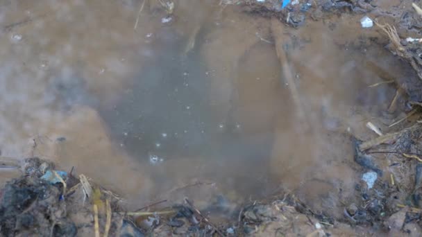 Gota de agua que aparece del estanque de agua. Caudal de agua fresca de lluvia primer plano en el suelo. — Vídeos de Stock