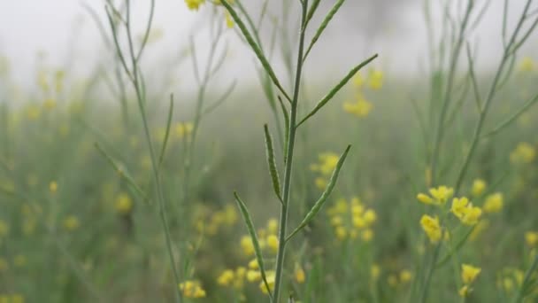 Brassica or Mustard plant swinging in foggy or Mist weather. Little dewdrops falls on fresh growing plant. — Stock Video