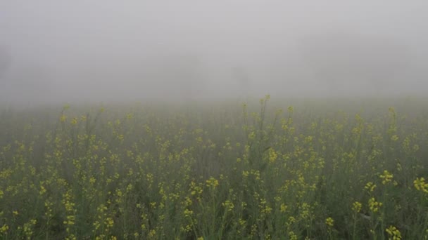 Sezon zimowy, Zielone strąki musztardy rosnące we mgle z żółtymi kwiatami. Drżąca musztarda w zimnej śnieżnej mgle. — Wideo stockowe