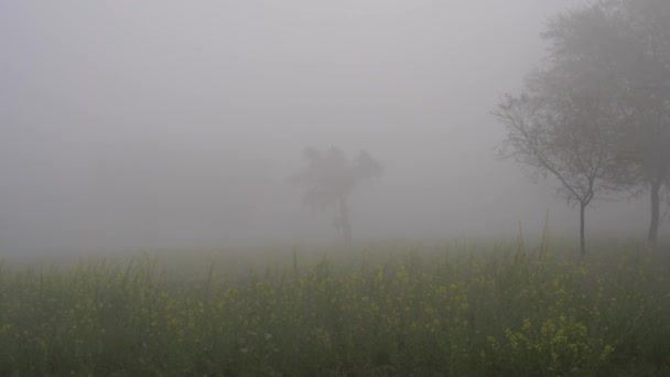 4k materiał filmowy śnieżnobiałej mgły na roślinach gorczycy lub kapustnych stojących w zielonym krajobrazie. — Wideo stockowe