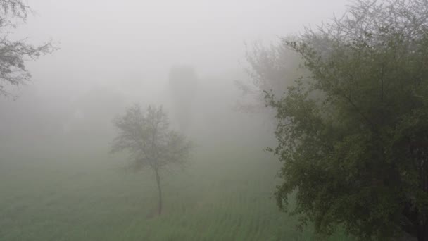 Haze en el campo India. Nubes de neblina blanca y espesa caen sobre árboles y plantas florecientes en invierno. — Vídeos de Stock