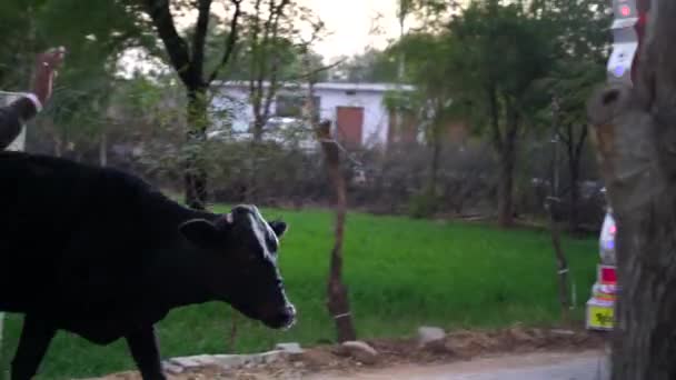 Черное животное идет по улице и некоторые фермеры выбегают теленка из дома. — стоковое видео