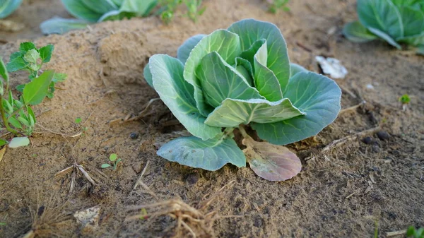 Свежая Спелая Голова Зеленой Капусты Brassica Oleracea Большим Количеством Листьев — стоковое фото