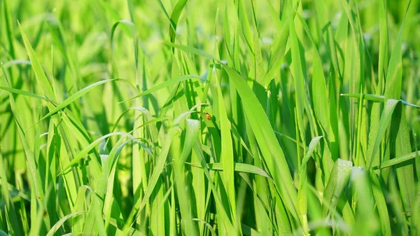 Organic Green crop of wheat in the field with marvelous new growing greenish vegetative. Fresh new growing leaves closeup.