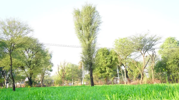 Akasya Buğday Tarlasında Tek Başına Duran Yeşil Yapraklı Babool Ağacı — Stok fotoğraf