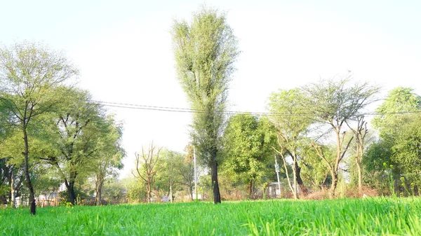 魅力的な緑の自然と小麦畑のアカシアやバボールの木の一人立ちの植物 農地で育つ植物 — ストック写真