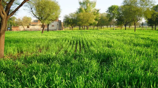 Egy Sivár Zöld Árpa Vagy Jau Mező Gazdák Nélkül Mezőgazdasági — Stock Fotó
