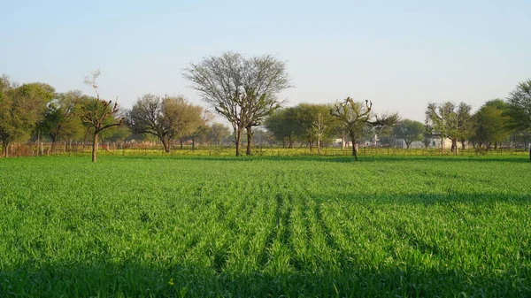 Swinging Crop Green Landscape Countryside India Desert Green Field Farmers — Stock Photo, Image