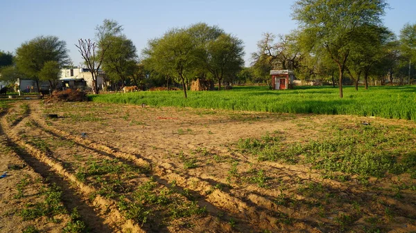 由于2020年 新农场法 的不利影响 贫瘠的干旱土地被关闭 没有农民的荒无人烟的田野 — 图库照片
