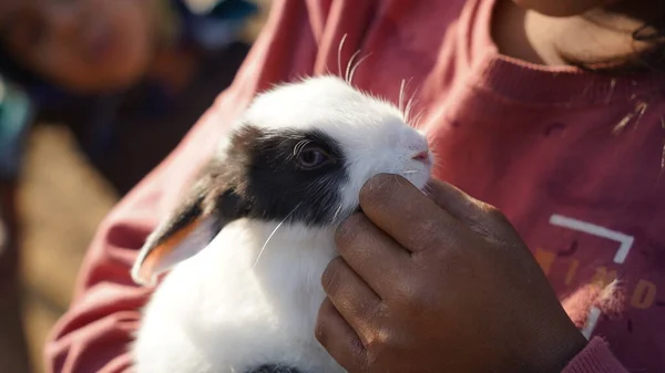 Animal Pet Conceito Vida Humana Inocente Branco Preto Manchado Coelho — Fotografia de Stock