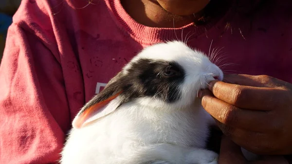 Selective Focus Brown White Spotted Rabbit Bunny Face Human Hand — Fotografia de Stock
