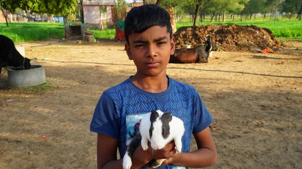 2021年1月10日 Reengus Jaipur India 蓝色T恤的小男孩对兔子有好感可爱的男孩和宠物兔子在一起 — 图库照片