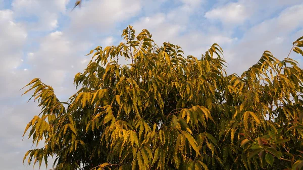 Polyalthia Longifolia Ashoka Ağacı Yaprakları Açık Beyaz Bulutlu Arka Planda — Stok fotoğraf