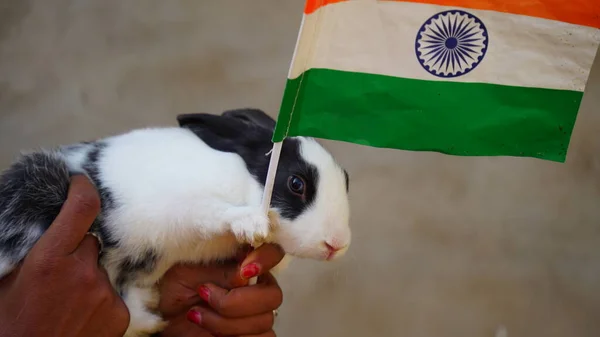 Köztársasági Ünnep Január Indiai Zászló Himbálózik Nyúllal Homályos Háttérrel Tricolor — Stock Fotó