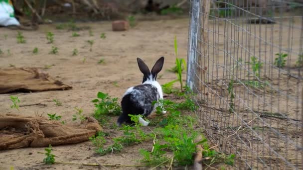 Funny little kid Oryctolagus Cuniculus rabbit in the Iron fence walking with green couches. Domestic pets concept. — Stock Video
