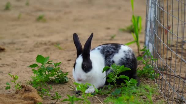 Hauskaninchen oder Oryctolagus cuniculus im eisernen Zaun. Niedliche Kaninchen in der natürlichen Umgebung, Nahaufnahme, Detail. — Stockvideo