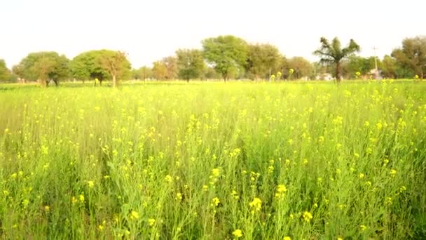 Flor amarilla de Brassica o Mostaza creciendo en el campo con flores iluminadoras. — Vídeos de Stock