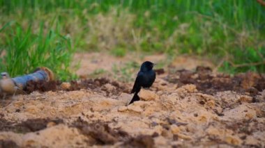 Bronzlaşmış Drongo ya da Dicrurus aeneus 'un son derece agresif ve çevik kuş bakışı. Asya kıtasının endemik bir Drongo alt türü.