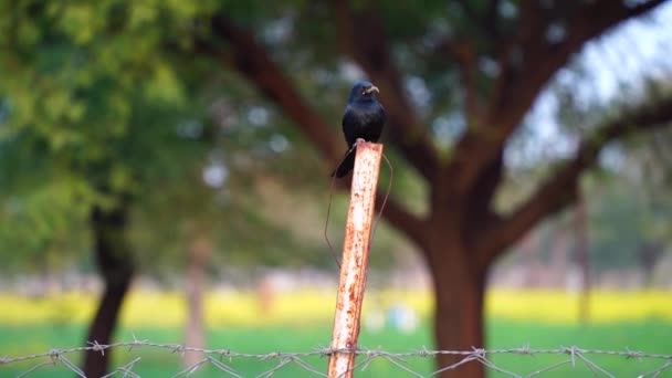 Greater Racket ogon Drongo jest miejscowym ptakiem z krajów azjatyckich. Często jest postrzegane jako atakujące raptory 50 razy lub więcej jego wielkości midair. — Wideo stockowe