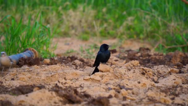 Vista de pájaro altamente agresiva y ágil de Drongo Bronce o Dicrurus aeneus. Una subespecie endémica de Drongo del continente asiático. — Vídeo de stock