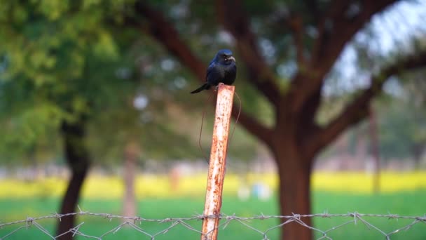Reprodutor residente comum Bird Black Dorango ou Dicrurus aeneus vista na paisagem agrícola. É pássaro de residência da Ásia tropical. — Vídeo de Stock