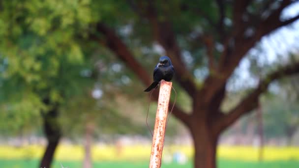 Drongo o Dicrurus aeneus de bronce, sentado sobre un pilar de hierro en el campo de la India. Imágenes al aire libre de drongo negro Pájaro paseriforme asiático, de la familia de drongo Dicruridae. — Vídeo de stock