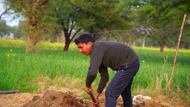 Filmaufnahmen eines alternden Bauern, der auf seinem Feld arbeitet und Bio-Kuhmist für die Plantage ausbringt. — Stockvideo