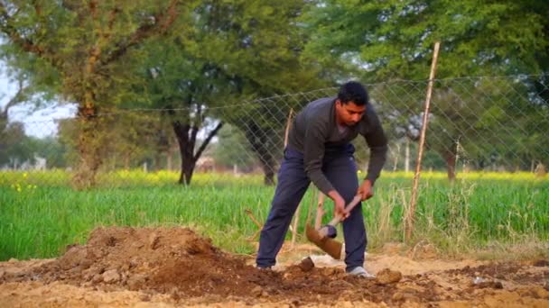 Jóvenes agricultores indios difunden el compost orgánico con azadas de hierro. Preparación para el concepto de plantación. — Vídeo de stock