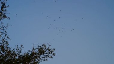 Kusurlu bir şekilde uçan minik kuş sürüsü. Açık havada tüy sallayan sevimli küçük kuşlar..