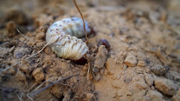 Grub blanco húmedo caliente o Melolontha que pone en campo de la agricultura. Usos de los excrementos de Cockchafer en fertilizantes orgánicos. — Vídeo de stock