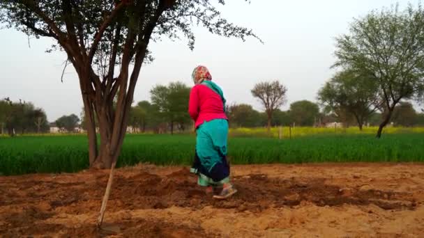 4k Filmmaterial von indischen traditionell verzierten Frauen, die das Feld für die Plantage vorbereiten und Gülle ausbringen. — Stockvideo