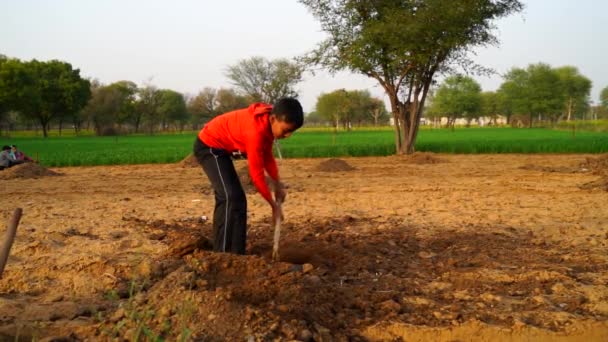 Un petit agriculteur indien apprend le système agricole et travaille sur le terrain. Petit enfant épandant du fumier dans le champ. — Video